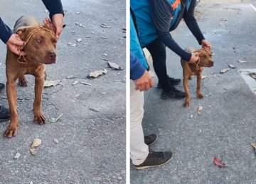 O animal foi encaminhado ao  Centro de Controle de Zoonoses e Endemias (CCZE), onde ficará em observação por dez dias -  (crédito: Arquivo pessoal/Imagem cedida ao Estado de Minas)