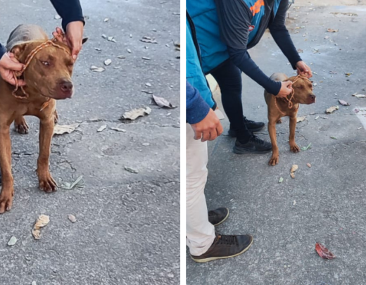 Cachorro invade escola e deixa cinco crianças feridas em Betim