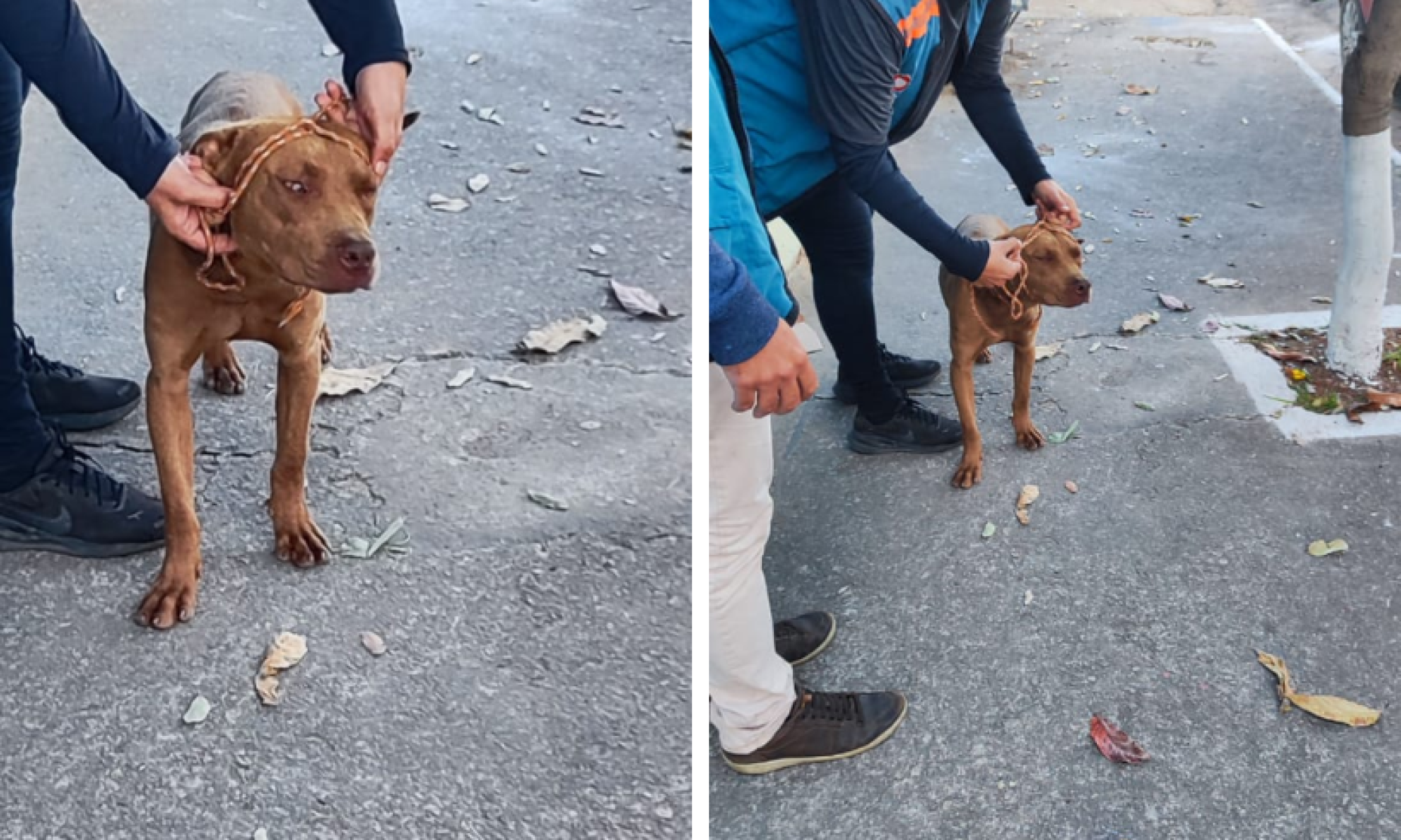 Cachorro invade escola e deixa cinco crianças feridas em Betim Cachorro invade escola e deixa cinco crianças feridas em Betim