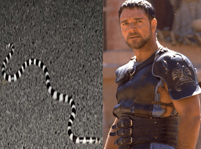 No fim de 2022, o ator Russell Crowe postou uma mensagem dizendo que "vacilou" ao sair descalço de casa, pois ele acabou se deparando com uma bandy-bandy no pátio. Mas, felizmente, ele conseguiu escapar. 