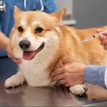 Sabará realiza campanha de vacinação contra a raiva para cães e gatos - Imagem: Freepik/Divulgação