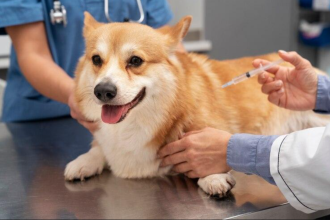 Sabará realiza campanha de vacinação contra a raiva para cães e gatos