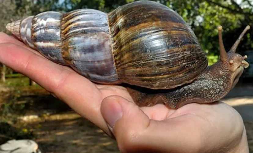 Nos comentários, os usuários também ficaram surpresos com a descoberta. "Seja honesto, quem hoje aprendeu que caracóis são moluscos? Não sei o que eu pensava que eram, mas não eram moluscos", disse uma pessoa. Pesquisa no Google: 'os caracóis são moluscos?'", relataram.