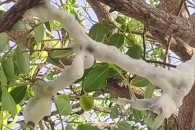 O aparecimento de uma substância parecida com gelo numa árvore do bairro Brejo Seco, em Juazeiro do Norte, no Ceará, chamou a atenção recentemente e intrigou os moradores -  (crédito: reprodução g1)