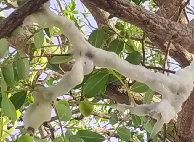 Biólogos solucionam 