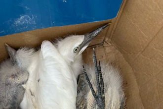 Grande BH: município assina termo de reparação por morte de garças