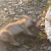 Vídeo: Cães morrem envenenados no interior de MG -  (crédito: ReproduÃ§Ã£o Redes Sociais)