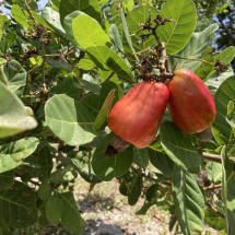 Fruta ou castanha? Curiosidades do caju e os maiores produtores no Brasil - Divulgação Embrapa
