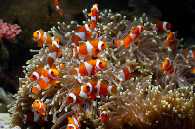 Mundialmente conhecido pela animação "Procurando Nemo", da Pixar, o peixe-palhaço apresenta habilidades que despertam a curiosidade. Além disso, não são tão fofos quanto o protagonista do filme, que está perdido e é procurado por seu pai, Marlin. -  (crédito:  kuritafsheen77 - freepik)