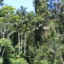 Uma única floresta supera a Amazônica em tamanho no mundo - Shao wikimedia commons