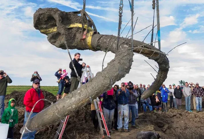 Agricultores escavam lavoura e descobrem fóssil de mamute de 15 mil anos - divulgação