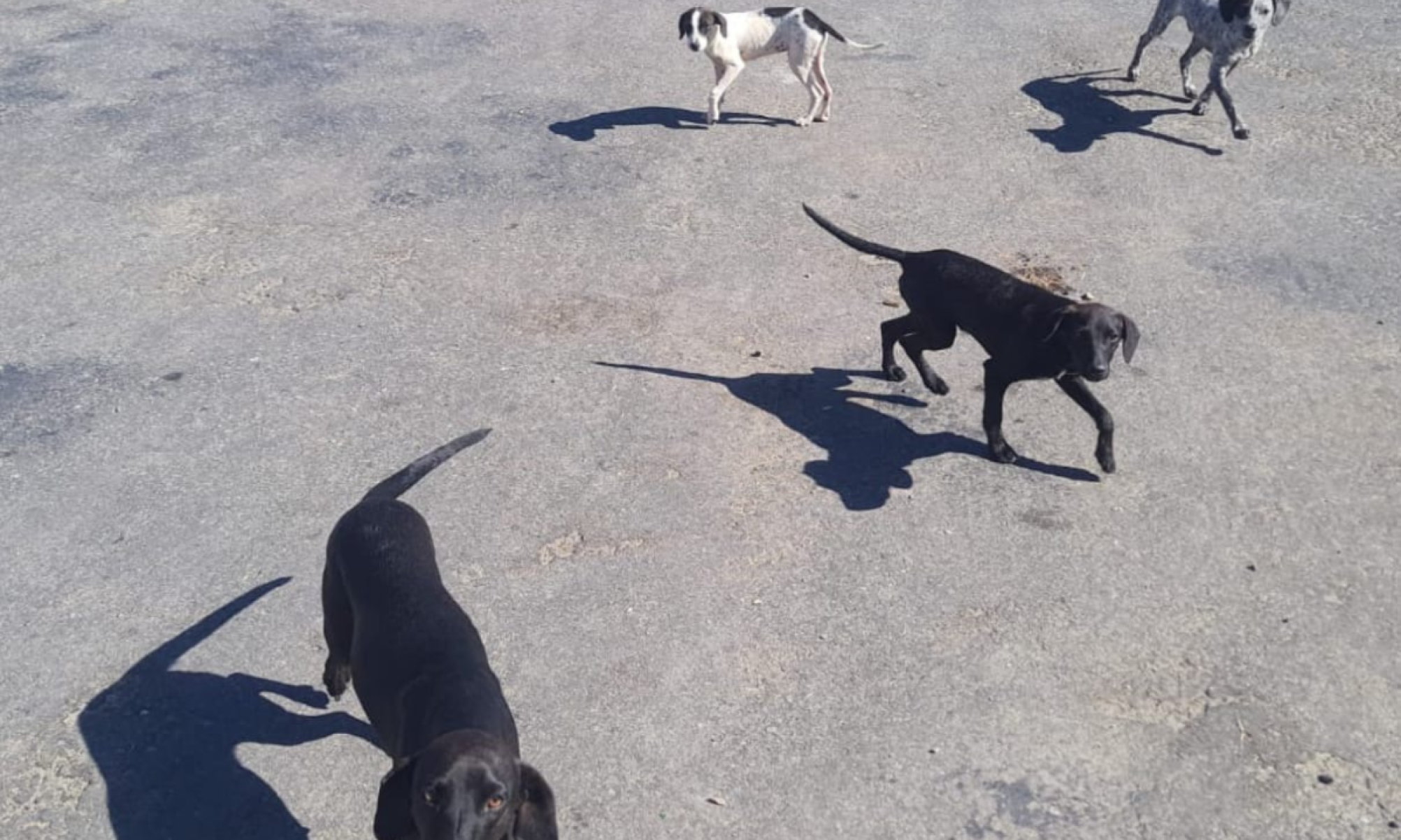 A Secretaria de Meio Ambiente do município ficou responsável por encontrar um lar adotivo para os cães -  (crédito: Divulgação/PMMG)