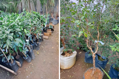 Dono de floricultura é preso por furtar R$300 mil em plantas de concorrente -  (crédito: Foto: Divulgação/PMMG)