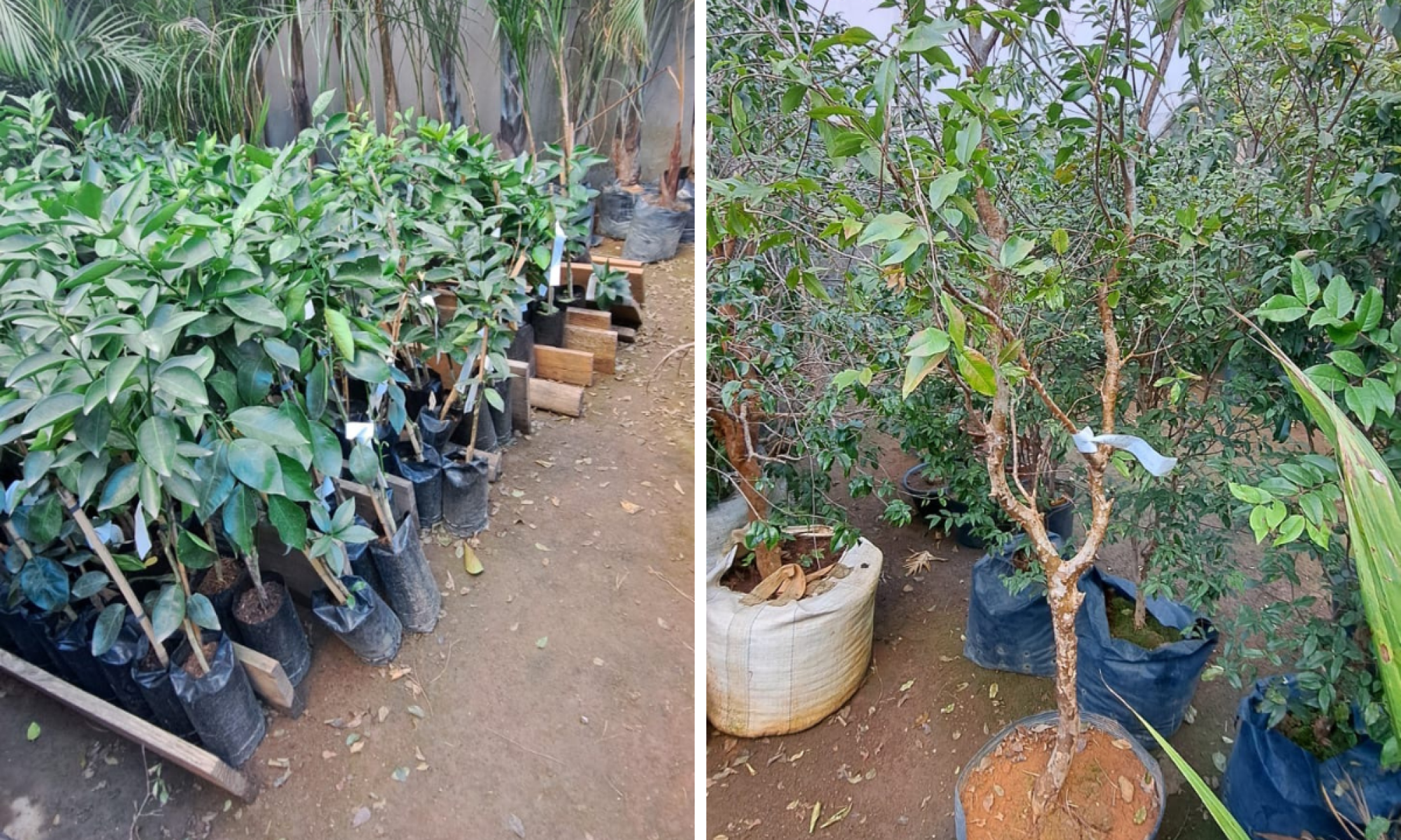 MG: dono de floricultura é preso por furtar R$ 300 mil de concorrente - Foto: Divulga&ccedil;&atilde;o/PMMG