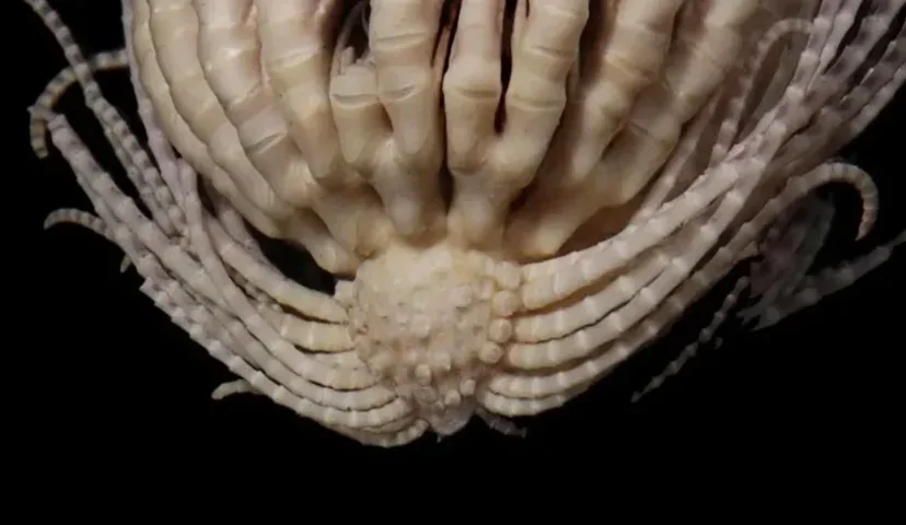 Cientistas encontram animal com 20 braços na Antártida - divulgação / Invertebrate Systematics