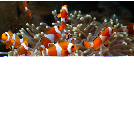 Peixinho gracioso ganhou fama ao inspirar animação de sucesso -  kuritafsheen77 - freepik