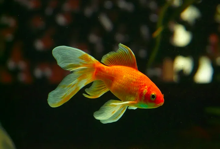O peixe dourado é uma variedade de carpa originária do leste da Ásia, destinada principalmente para embelezar os ambientes e frequentemente associada à sorte. -  (crédito: hans pixabay)