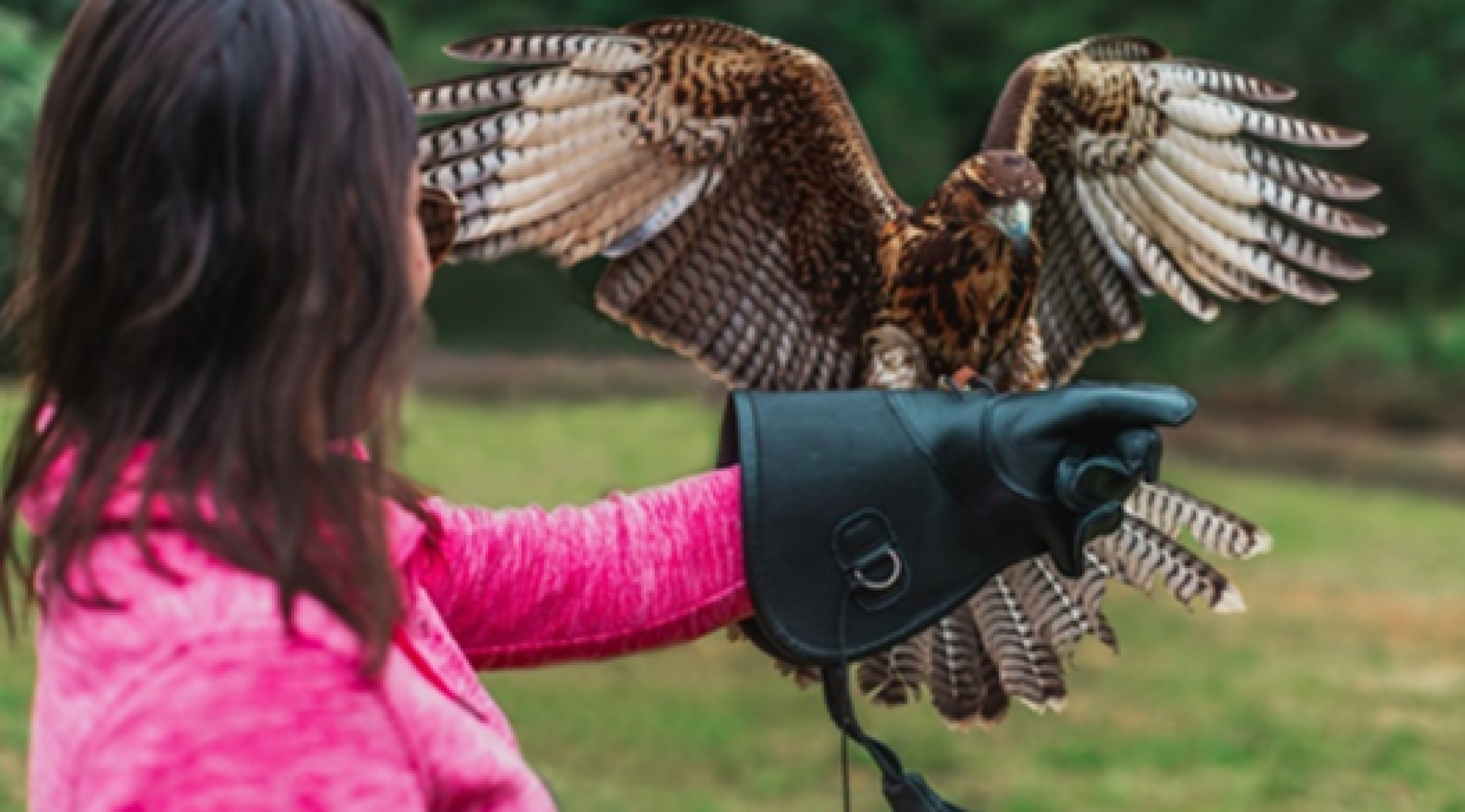 Interação entre aves domesticadas e os visitantes é oferecida pela atração -Escola de Falcoaria/Divulgação