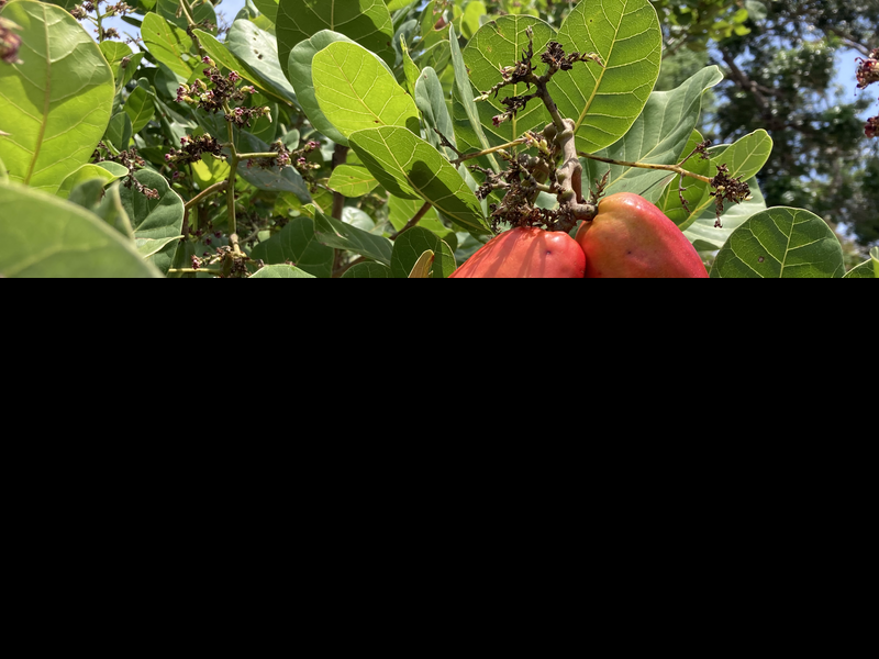 Fruta ou castanha? Peculiaridades do caju e os maiores produtores do país - Divulgação Embrapa