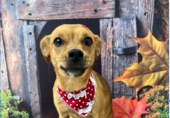 Reprodução/Arquivo Pessoal