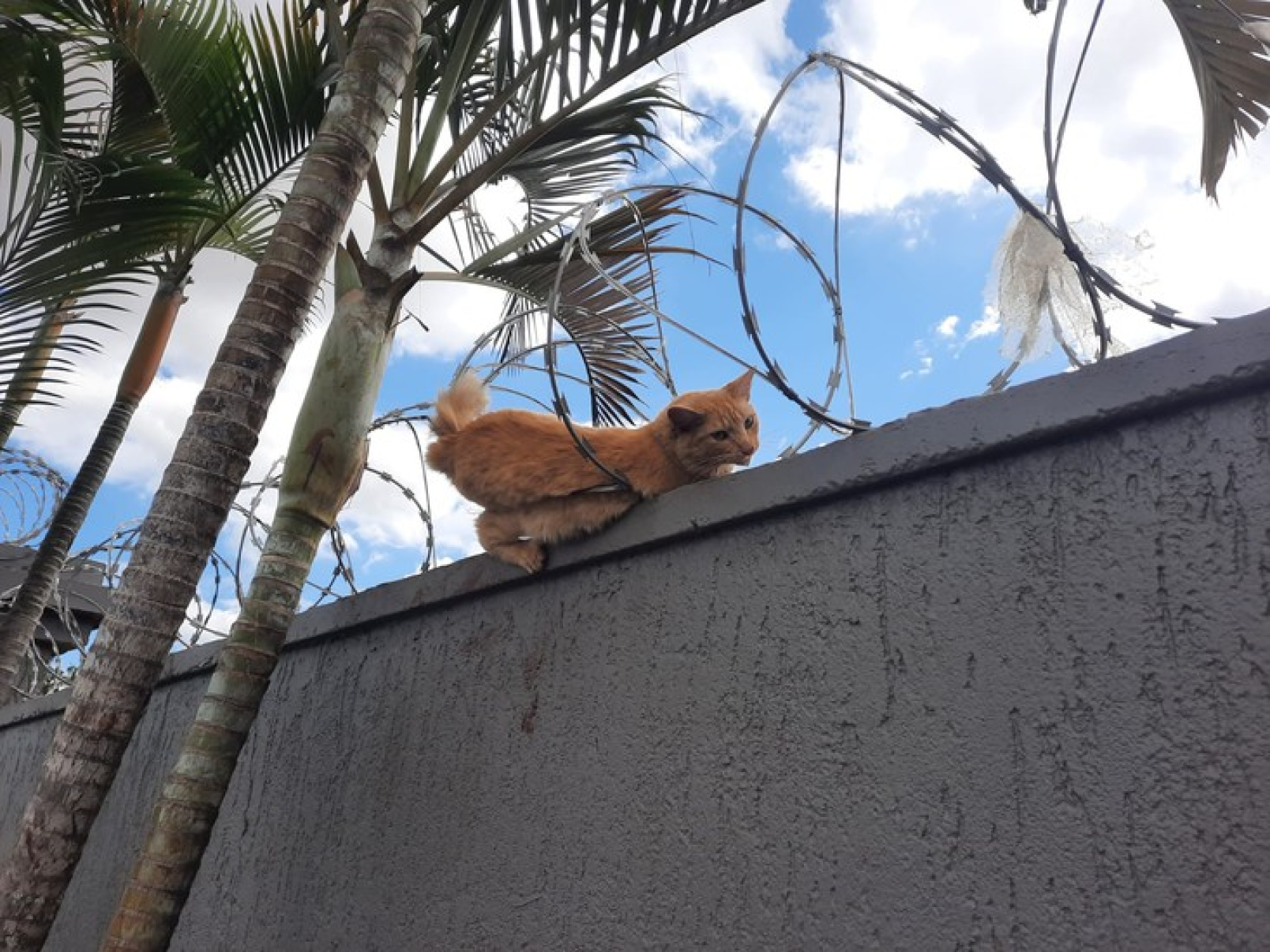 Gato se enrosca em concertina e passa por cirurgia para retirar metal - ReproduÃ§Ã£o/redes sociais