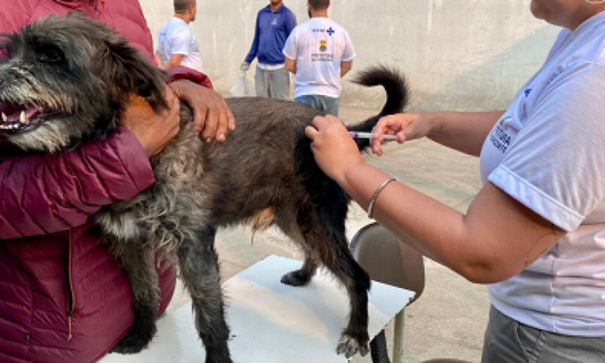 De acordo com o Ministério da Saúde, entre 2015 e 2024, foram registrados 241 casos de raiva em cães e gatos no Brasil, sendo que 77,2% dos registros são em cães domésticos -  (crédito: Raiane Santos/PBH)