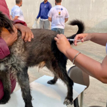 BH vai ter Dia D de vacinação contra raiva em animais neste mês - Raiane Santos/PBH