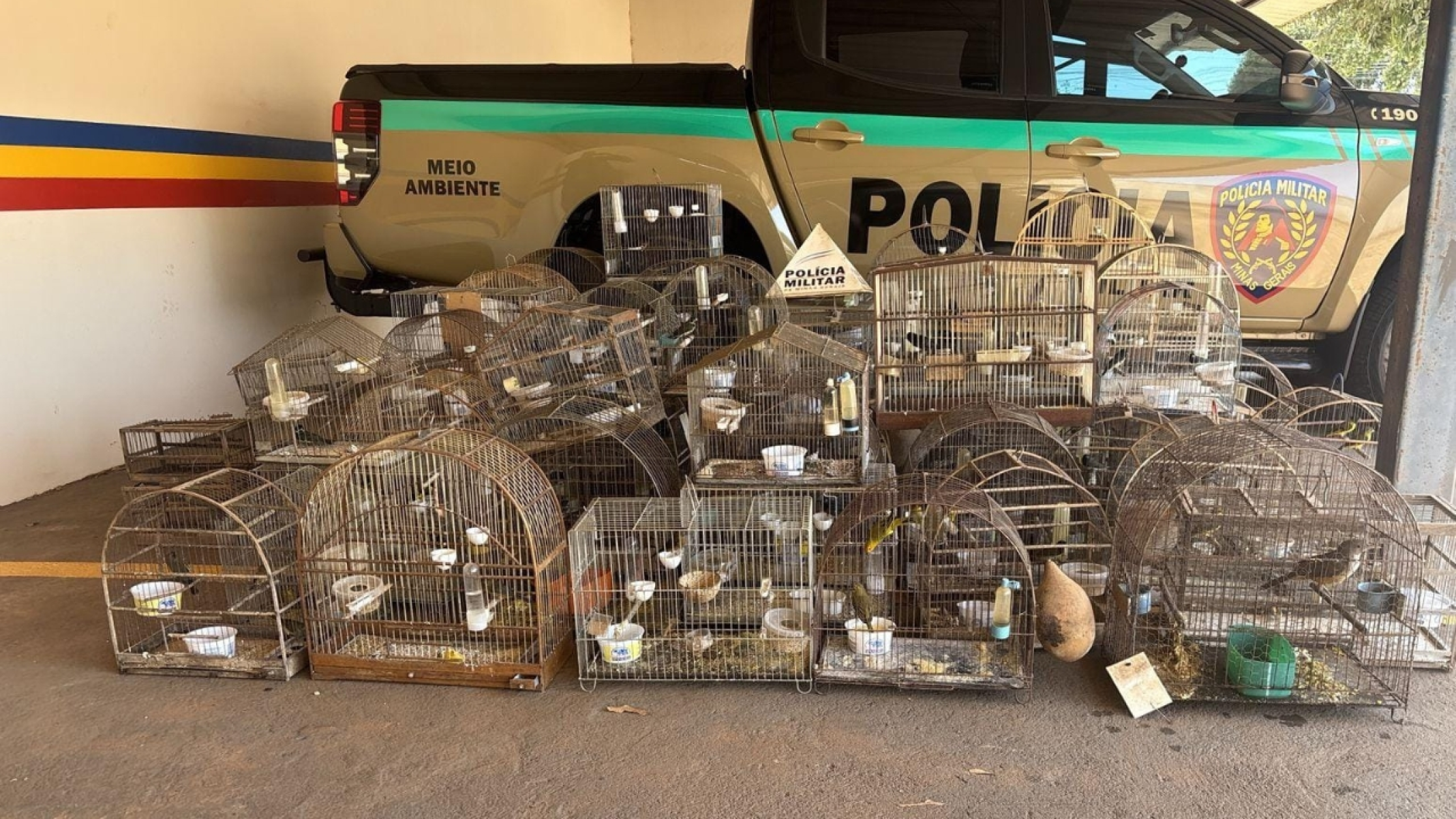 MG: idoso com mais de 80 pássaros em casa é multado em quase R$ 370 mil - PMMG/Divulga&ccedil;&atilde;o