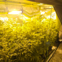 Polícia descobre laboratório de drogas em casa de idosa em BH