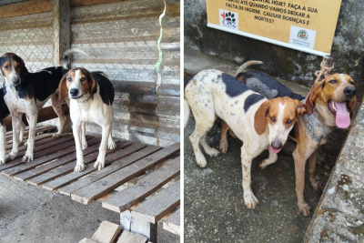 Cães de caça são furtados e tutores oferecem recompensa de R$ 10 mi -  (crédito: Arquivo Pessoal/JÃºnior Moraes)