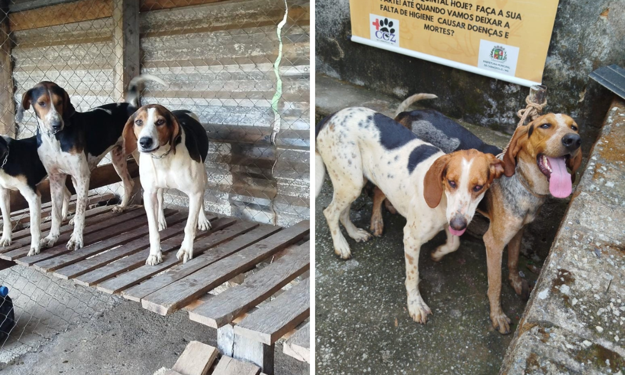 Cães de caça são furtados e tutores oferecem recompensa de R$ 10 mil - Arquivo Pessoal/JÃºnior Moraes