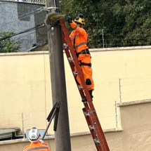 Ouriço é resgatado de fiação telefônica no interior de Minas - CBMMG/Reprodução