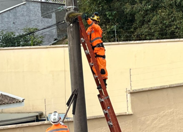 Ouriço sendo resgatado por militar do Corpo de Bombeiros -  (crédito: CBMMG/Reprodução)