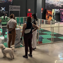 CineDog propõe sessão de cinema pet-friendly em BH neste sábado - Divulga&ccedil;&atilde;o