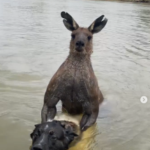 Pra quem não viu: Homem sai na mão com canguru para salvar cachorro - reprodução instagram