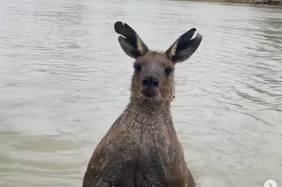 Recentemente um policial aposentado decidiu encarar um canguru “bombado” para resgatar seu cão, que estava prestes a ser arrastado para o fundo de um rio em Victoria, na Austrália. -  (crédito: reprodução instagram)