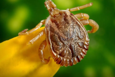 A febre maculosa é transmitida pela picada do carrapato-estrela -  (crédito: Imagem: Agência Brasil/Reprodução)