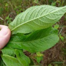 Mulher tem parada cardíaca ao confundir planta venenosa com couve em MG - Forest and Kim Starr/Divulgação