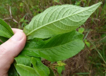 Família confundiu a planta fumo-bravo com couve e acabaram sendo intoxicadas  -  (crédito: Forest and Kim Starr/Divulgação)