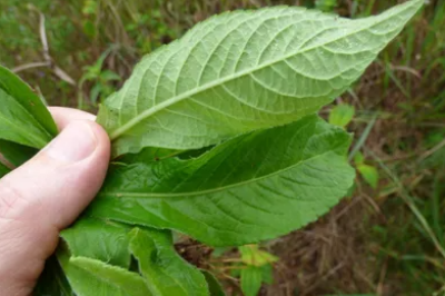 Família confundiu a planta fumo-bravo com couve e acabaram sendo intoxicadas  -  (crédito: Forest and Kim Starr/Divulgação)