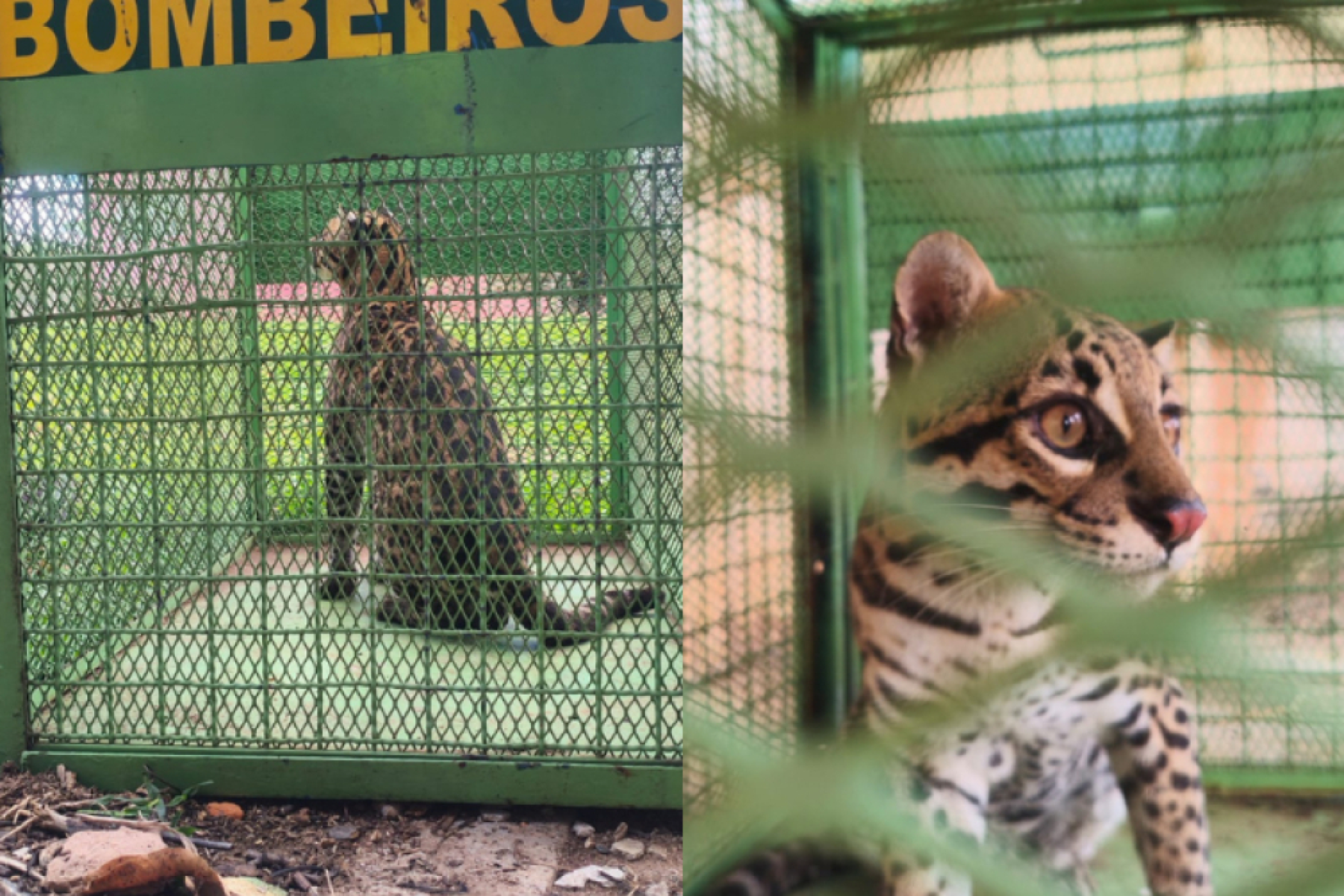 Jaguatirica é capturada após invadir casa em cidade mineira - DivulgaÃ§Ã£o/CBMG