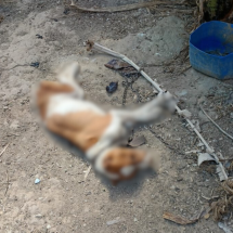 Homem é preso ao deixar pitbull acorrentado até a morte - PMMG/Reprodução