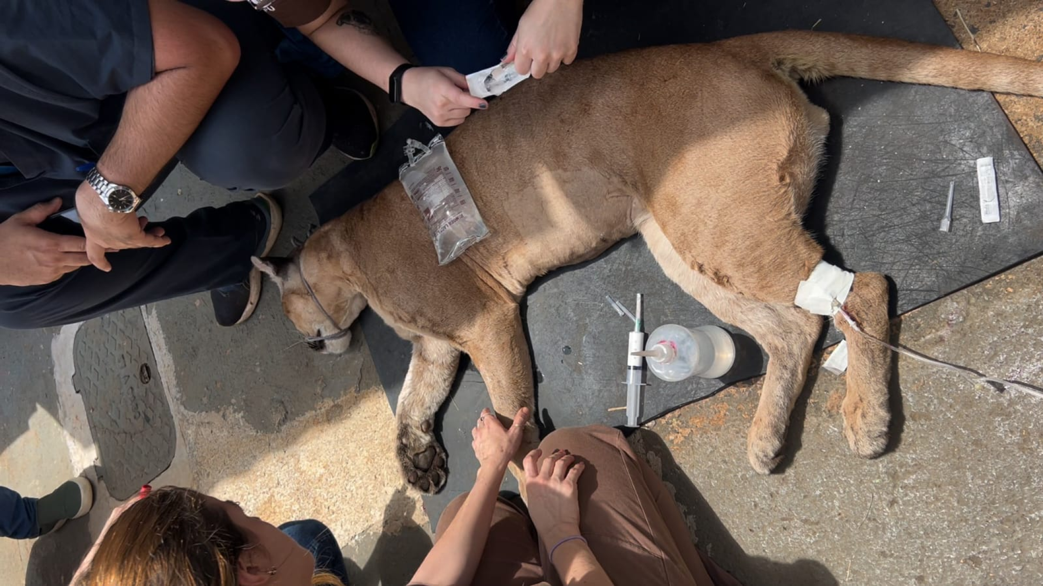 MG: onça resgatada no Triângulo volta à natureza nesta terça (4/11) - Divulga&ccedil;&atilde;o/Hospital Veterin&aacute;rio/UFU