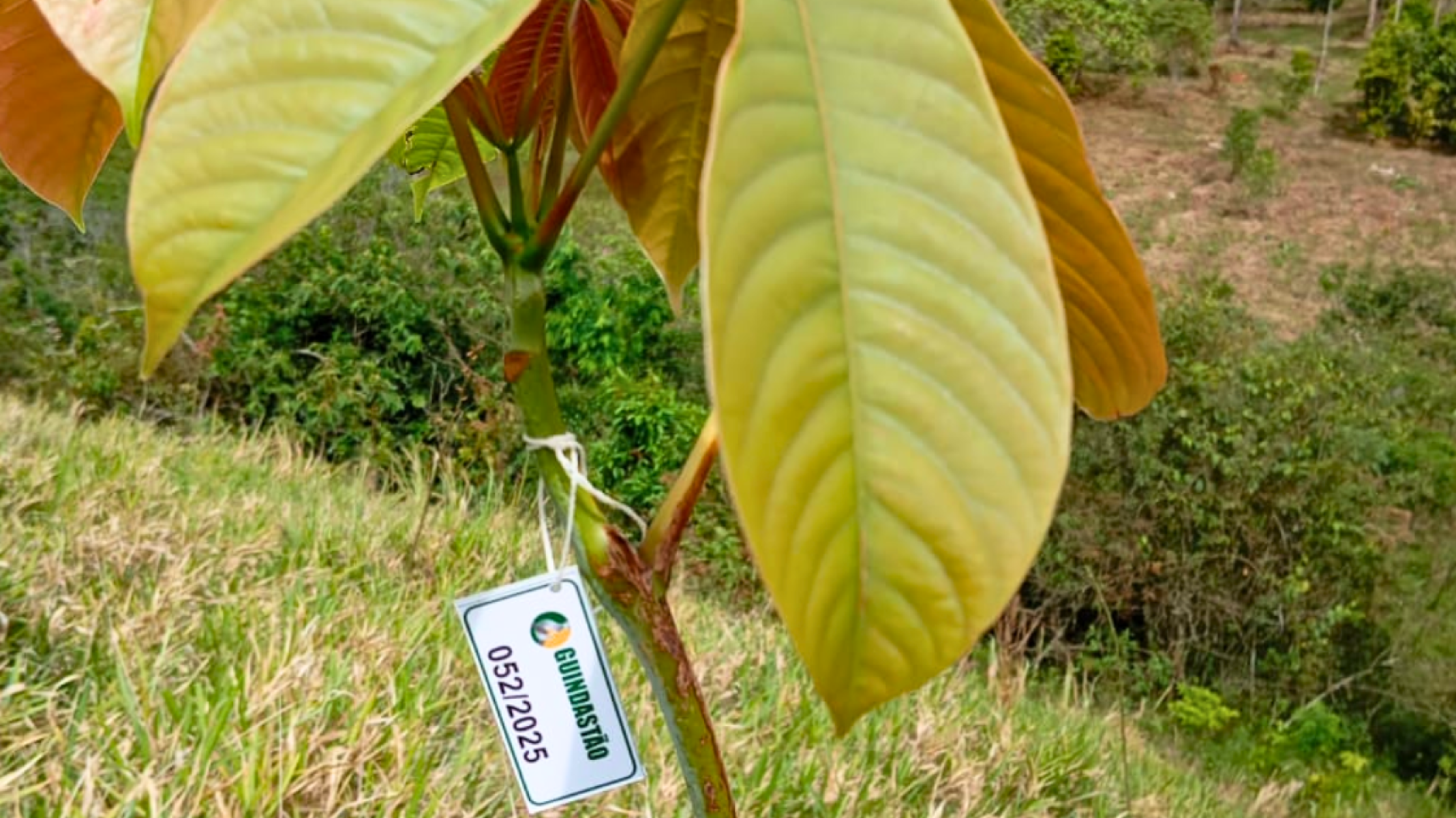 Era da sustentabilidade impulsiona ações de reflorestamento - DINO