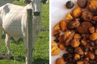 Além de carne e leite, o gado pode fornecer um produto que tem altíssimo valor de mercado. Trata-se da pedra que surge na vesícula dos bois. -  (crédito: Alex S Araujo wikimedia commons e Reprodução Twitter )