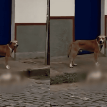 Cadela é encontrada morta com sinais de agressão em Ouro Preto (MG) - Reprodução/Redes Sociais