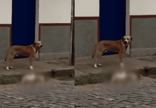 Reprodução/Redes Sociais