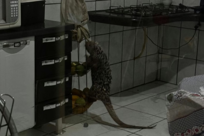 Vídeo: Ouriço-cacheiro faz quebra-quebra em casa em Patos de Minas -  (crédito: DivulgaÃ§Ã£o/CBMG)