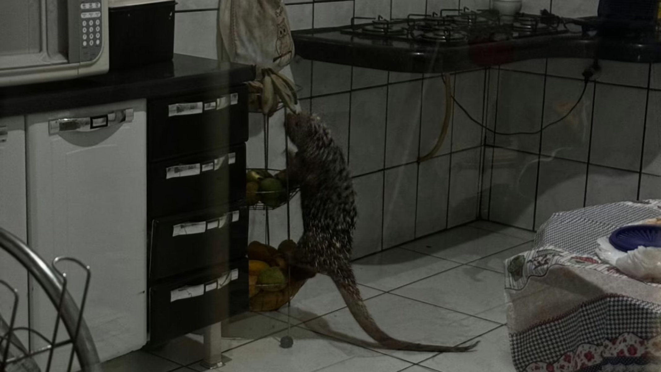 VÍDEO: ouriço-cacheiro faz quebra-quebra em casa em Patos de Minas - DivulgaÃ§Ã£o/CBMG