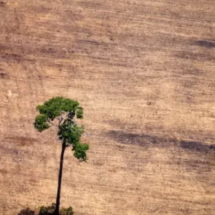 Congresso derruba parte dos vetos de Lula a PL ambiental em derrota para o governo poucos dias após fim da COP30 - AFP via Getty Images